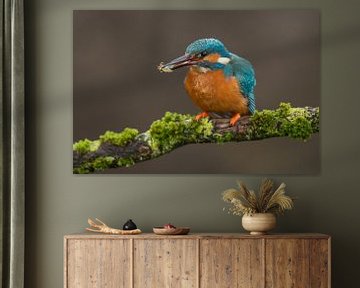 Kingfisher with prey on mossy branch by Jeroen Stel
