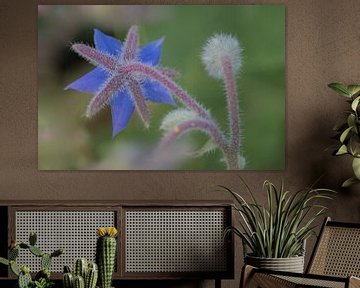 Wildblume von Moetwil en van Dijk - Fotografie