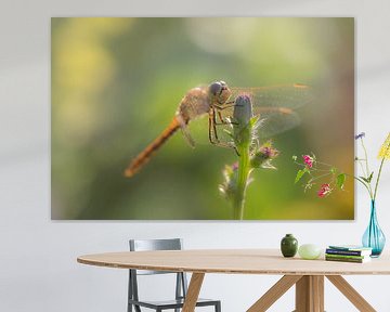 Dragonfly by Moetwil en van Dijk - Fotografie
