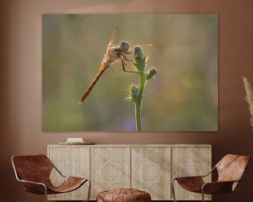 Dragonfly by Moetwil en van Dijk - Fotografie