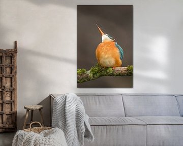 IJsvogel kijkt omhoog