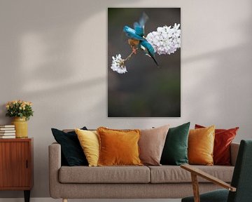 Kingfisher on cherry blossom by Jeroen Stel