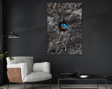 Kingfisher leaves its nesting wall in the Throw by Jeroen Stel