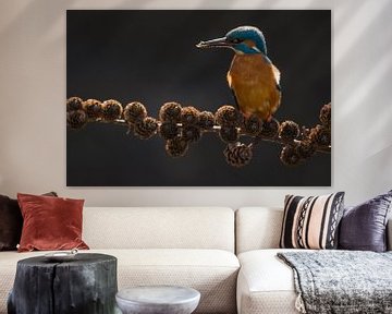 Kingfisher on spruce branch in the Throw by Jeroen Stel