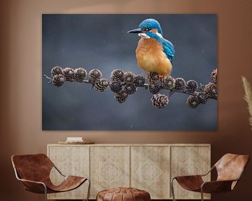 Kingfisher on spruce branch in the Throw by Jeroen Stel