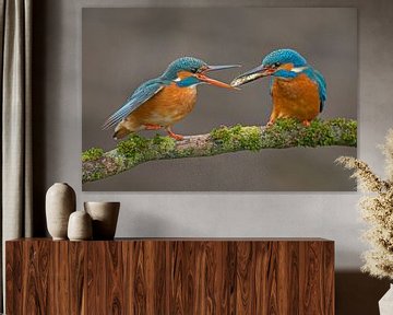 Fish transfer Kingfishers in the Throw by Jeroen Stel