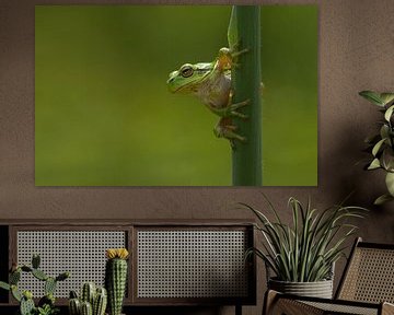 European Tree frog on reed stem by Jeroen Stel