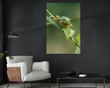 Tree frog on reed stem and climbing plant in green by Jeroen Stel