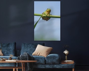 Tree frog on reed stem in green by Jeroen Stel
