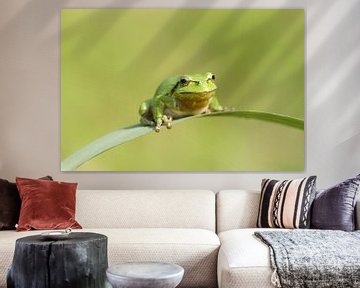 Grenouille arboricole sur feuille d'une tige de roseau en vert sur Jeroen Stel