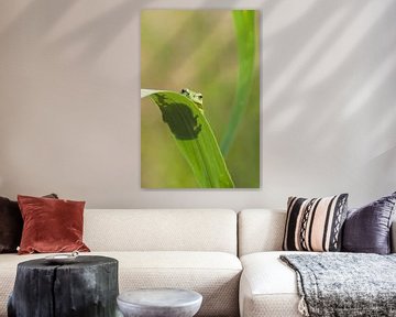 Tree frog on leaf of a reed stem in green by Jeroen Stel