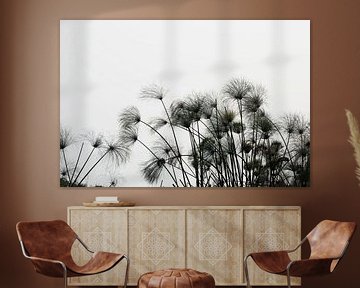 wicker plumes silhouette in Okavango-Delta on a white background