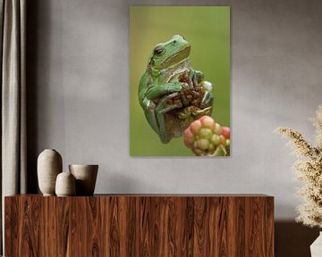 Tree frog on blackberry in blackberry bushes in the Achterhoek by Jeroen Stel