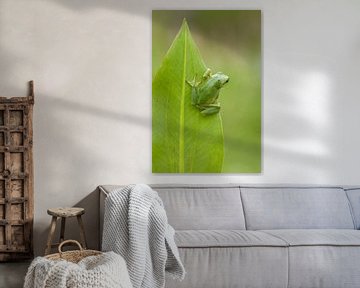 Grenouille arboricole sur fleur de cygne à feuilles dans l'Achterhoek sur Jeroen Stel