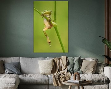 Tree frog hanging from whistwort in the Achterhoek by Jeroen Stel