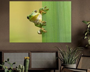 Tree frog looks around the corner from behind reed leaf by Jeroen Stel