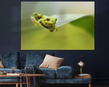 Tree frog on reed leaf by Jeroen Stel