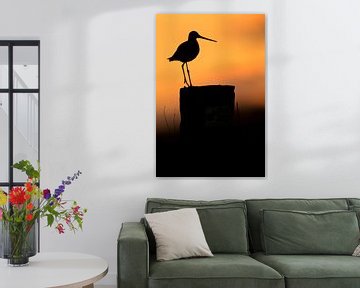 Black-tailed godwit on stilt in backlight during sunset