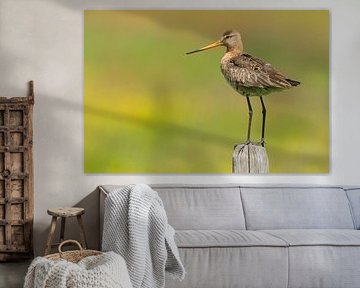 Black-tailed godwit on stilt in colourful flower meadow