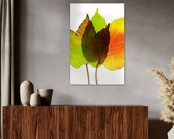 Autumn leaves 4