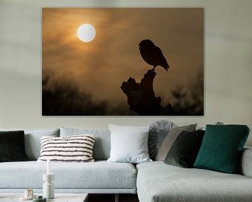Cave owl in the evening light by Freddy Van den Buijs