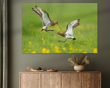 Black-tailed godwits fighting in the polder by Jeroen Stel
