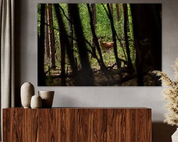 Deer in the woods, see-through view by Petra De Jonge