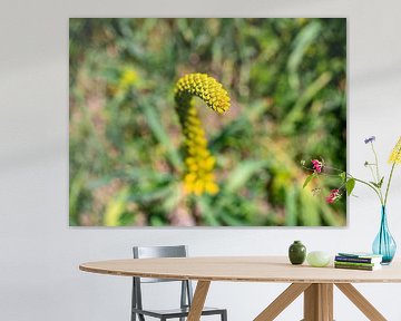 Gele bloemenslang van Stijn Cleynhens