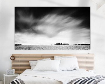 Grain field (black and white). by Lex Schulte