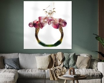 Amaryllis 4