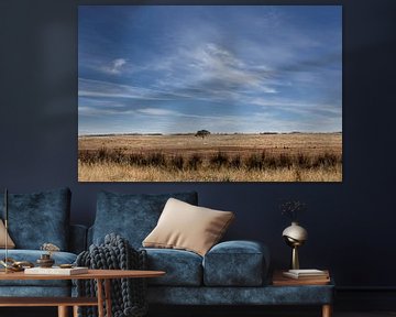 Eucalyptus tree on yellow wheat field under a blue sky, Victoria Australia by Tjeerd Kruse