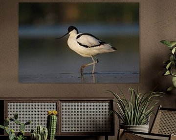 Holländischer Morgensonnenschein Säbelschnäbler von Pingüino Fotografie