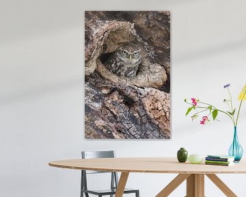 Little owl looking up out of tree cavity by Jeroen Stel