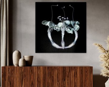 Amaryllis 8
