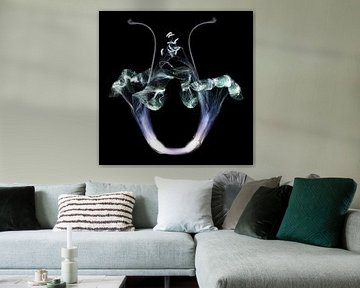 Amaryllis 12