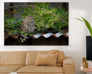 Little owl on rusty corrugated iron thanks to old barn by Jeroen Stel