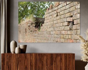 Kleine Eule in verfallener alter Mauer von Jeroen Stel