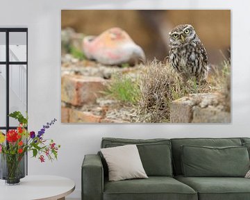 Little owl on old wall with clog by Jeroen Stel