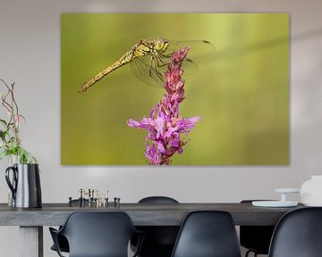 Brick red Heidelibel on cattail flower by Jeroen Stel