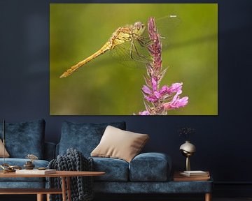 Brick red Heidelibel on cattail flower by Jeroen Stel