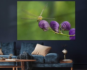 Brick red Heidelibel on flower by Jeroen Stel