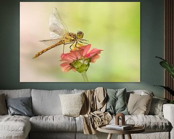 Brick red Heidelibel on flower by Jeroen Stel