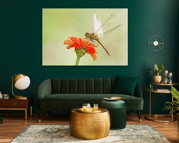 Steenrode Heidelibel op bloem van Jeroen Stel