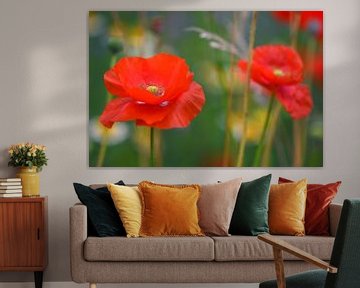 Mohn im Feld einer Wildblume