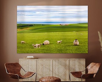 Flock of sheep grazing in Scotland by Werner Dieterich