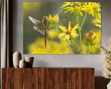 Ziegelroter Heidelibel auf Blume von Jeroen Stel