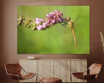 Brick red Heidelibel on flower by Jeroen Stel