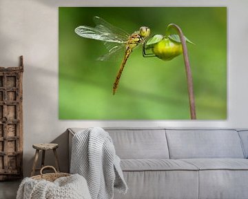 Steenrode Heidelibel op bloem van Jeroen Stel