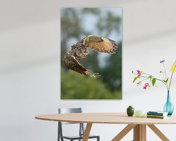 Hibou grand-duc en vol sur Jeroen Stel