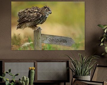 Oehoe on footpath signpost in haystack by Jeroen Stel